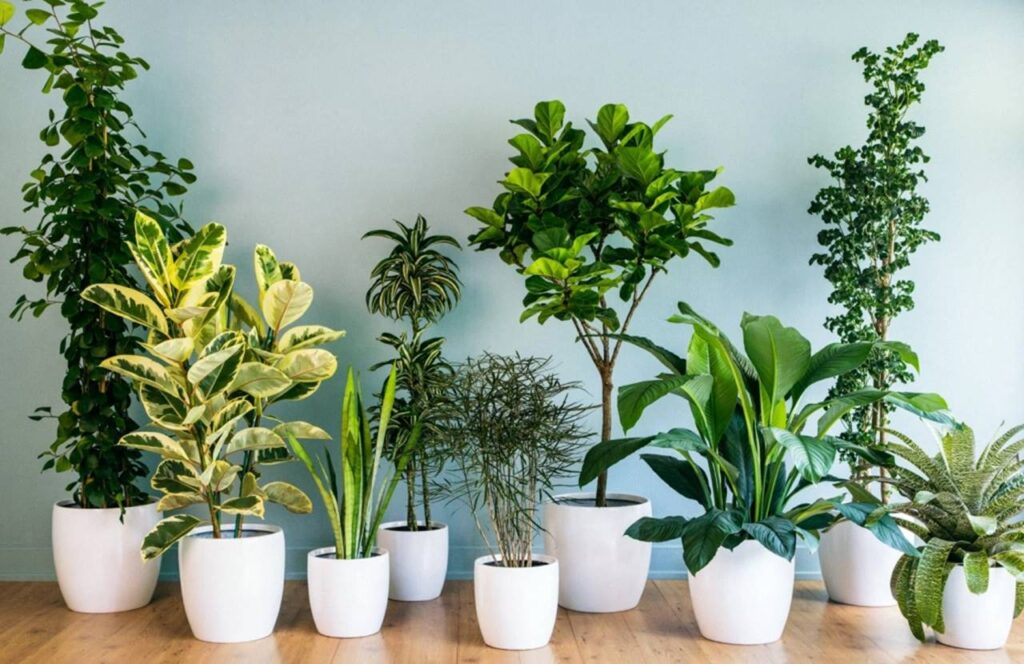 5 plantas que atraem boas energias