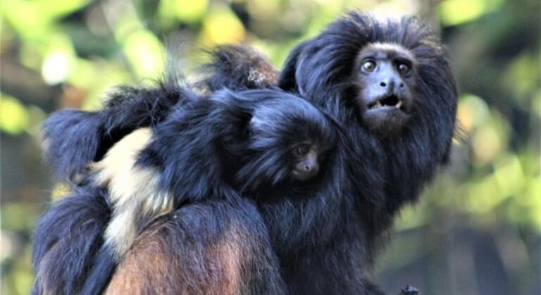 Zoológico de BH comemora o nascimento de dois filhotes de mico-leão preto
