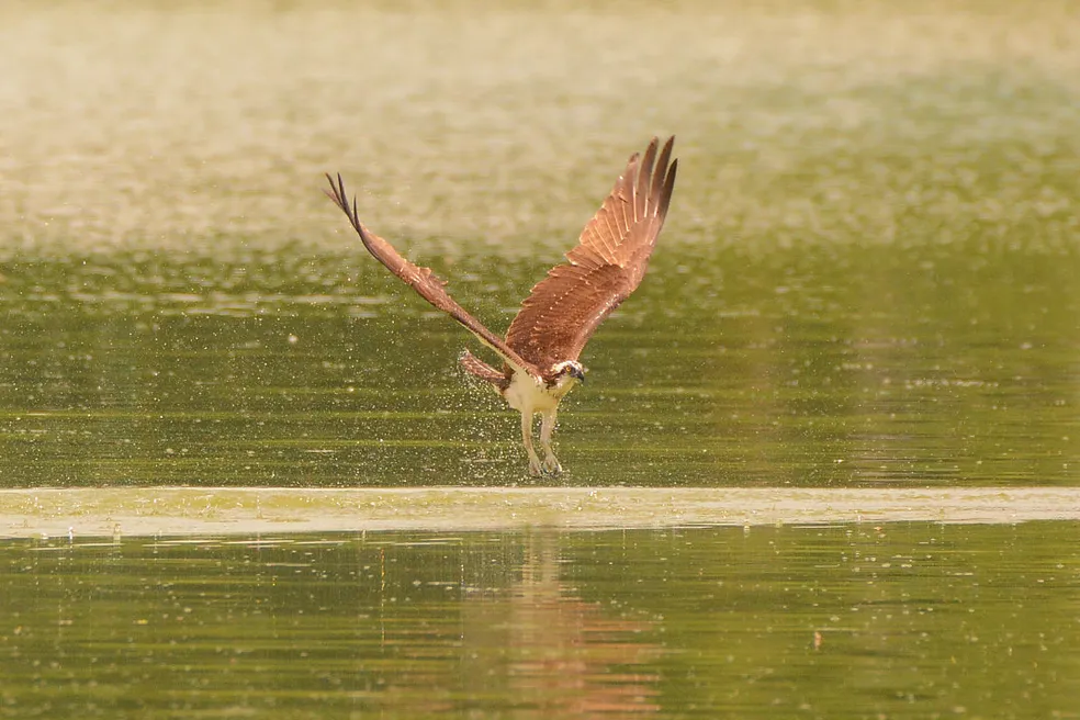 'Reage, Pampulha': Lagoa da Pampulha abriga mais de 700 espécies de aves, mamíferos, répteis e moluscos!