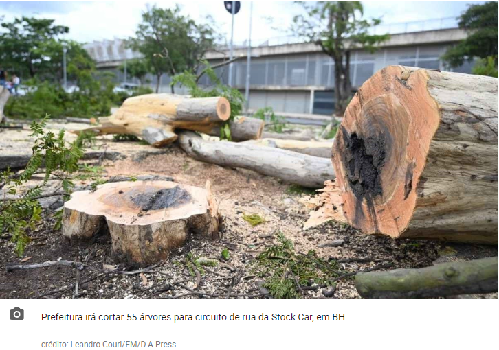 Prefeitura inicia corte de árvores no entorno do Mineirão