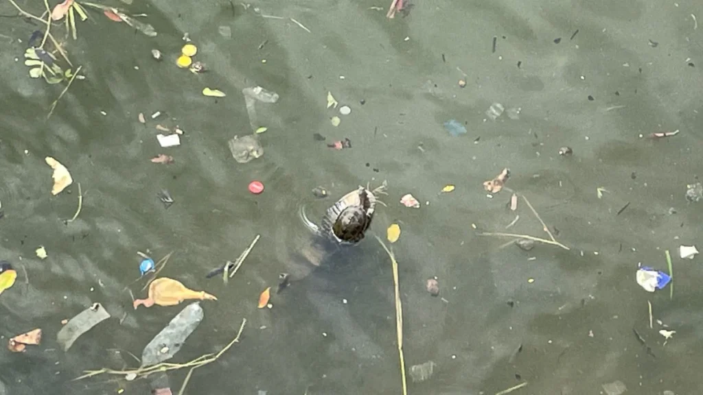 Tartaruga é flagrada boiando sobre calçado na Lagoa da Pampulha