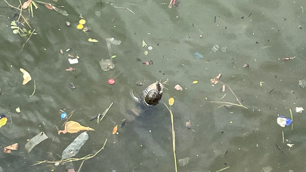 Tartaruga é flagrada boiando sobre calçado na Lagoa da Pampulha