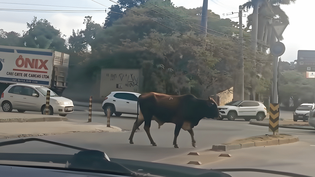 Boiada chama atenção ao passear pela orla da Pampulha em BH
