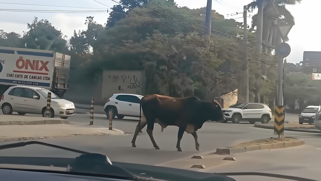 Boiada chama atenção ao passear pela orla da Pampulha em BH