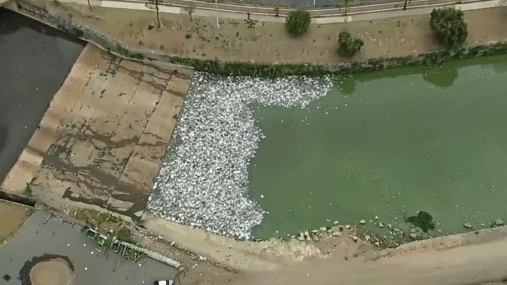 Água da Lagoa da Pampulha amanhece esverdeada dias após anúncio do retorno dos passeios de barco